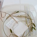 2-8ribbon-leaf_ pondweed seeds and leaves